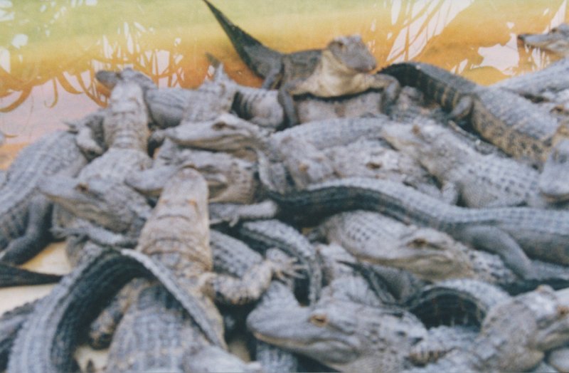 017-More gators!.jpg